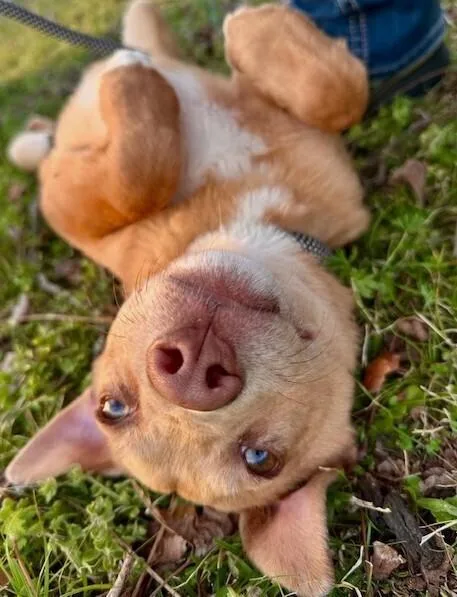 Pup Bryce thumbnail 6