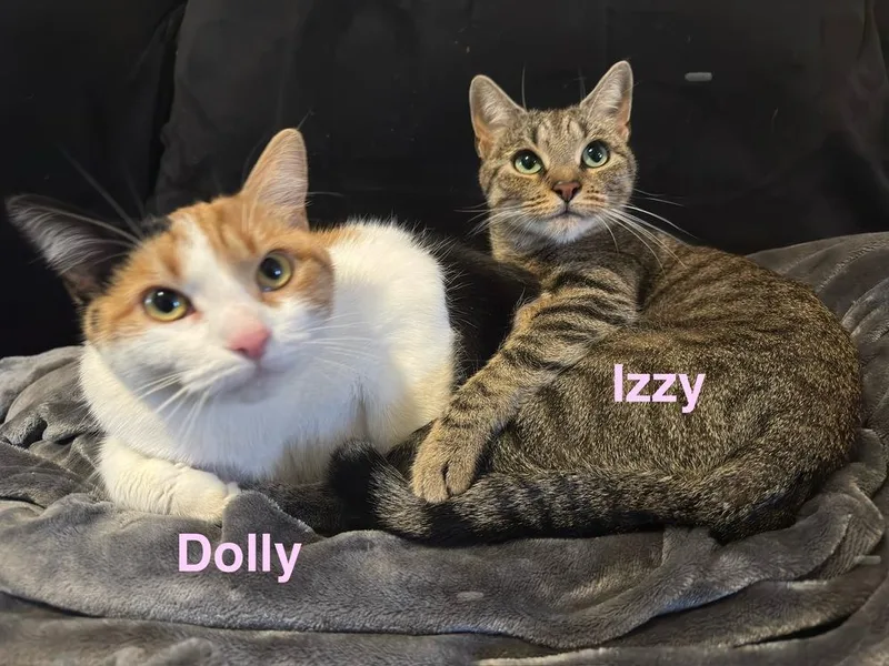 An adult medium-sized female Domestic Short Hair cat named Izzy for adoption in Telford, PA