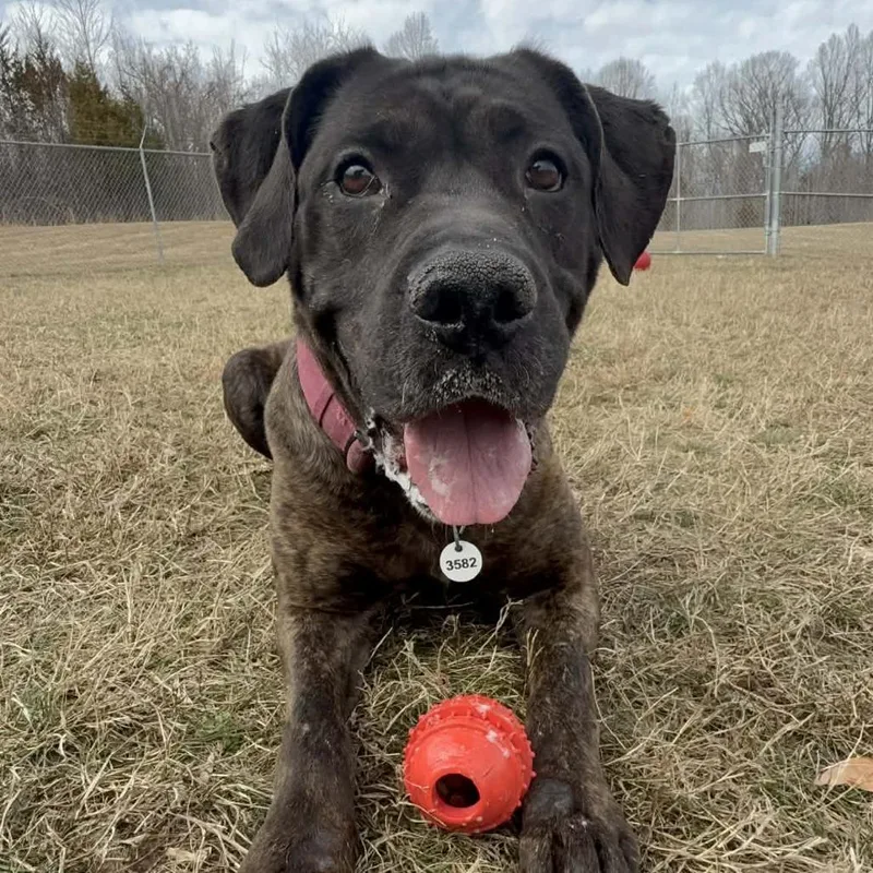 Princess thumbnail 3