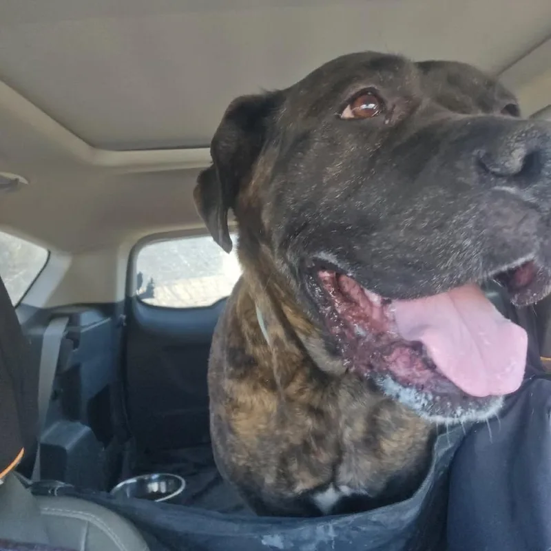 Princess thumbnail 4