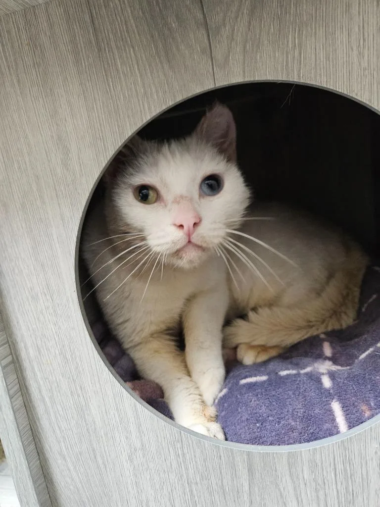 Lady Mary thumbnail 3