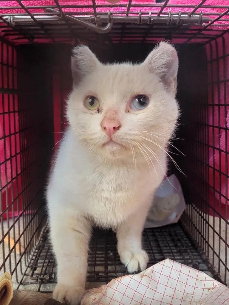 Lady Mary thumbnail 4