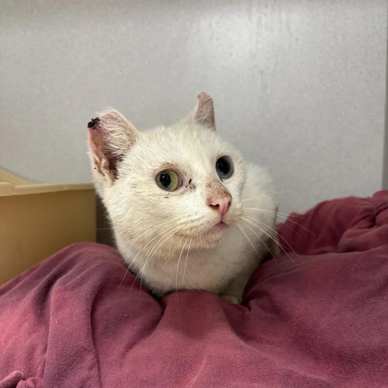 Lady Mary thumbnail 6