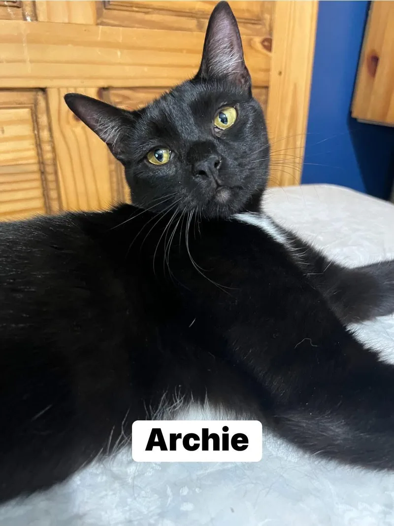 Archie And Adele thumbnail 2