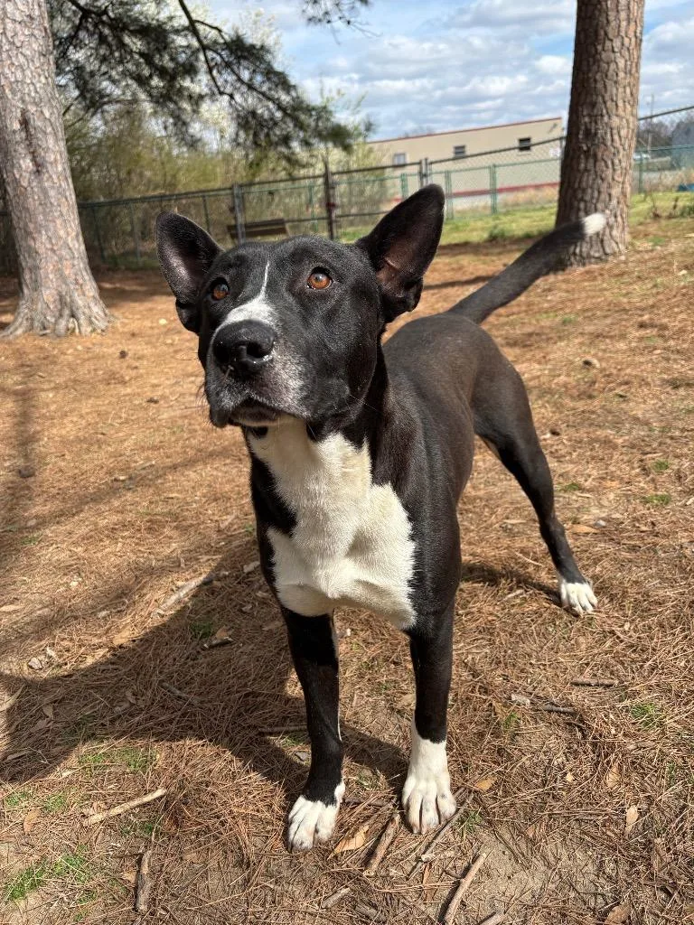 Scarface thumbnail 2