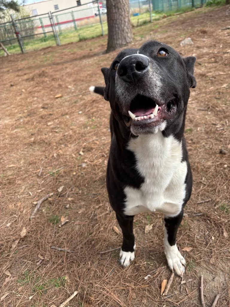 Scarface thumbnail 3