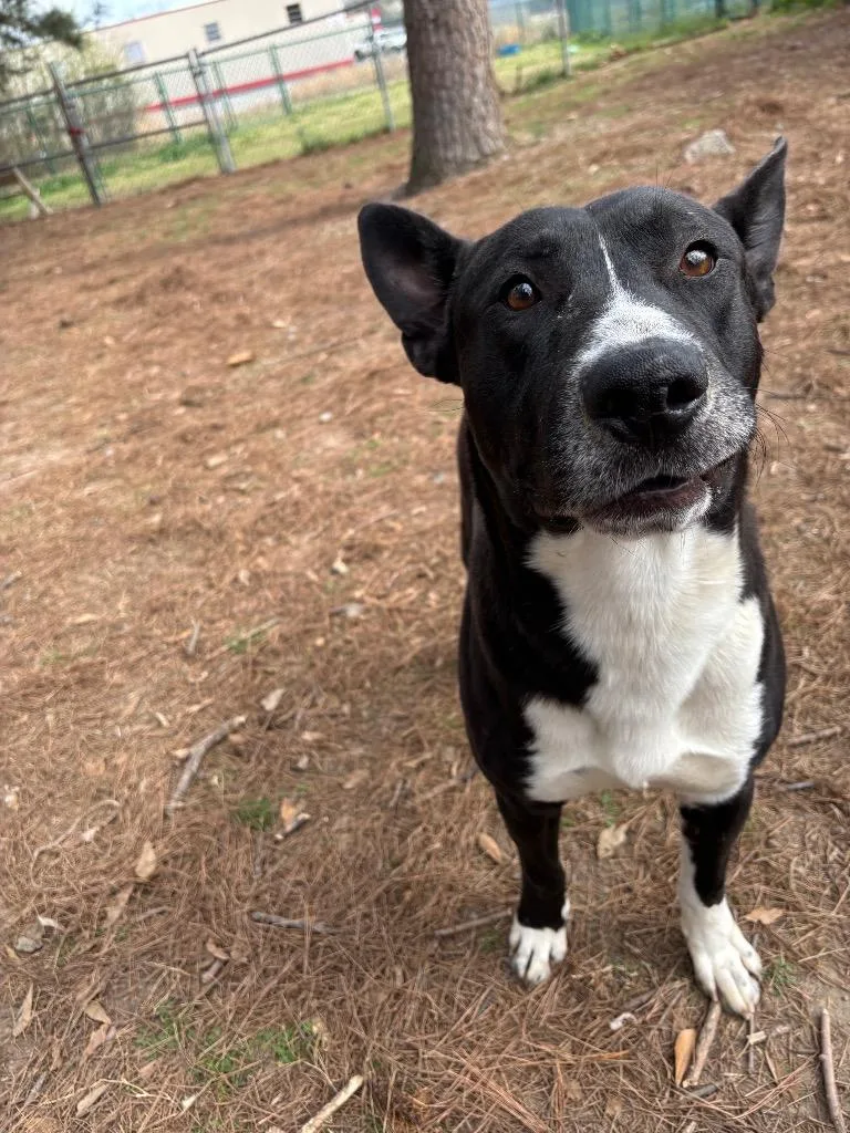 Scarface thumbnail 4