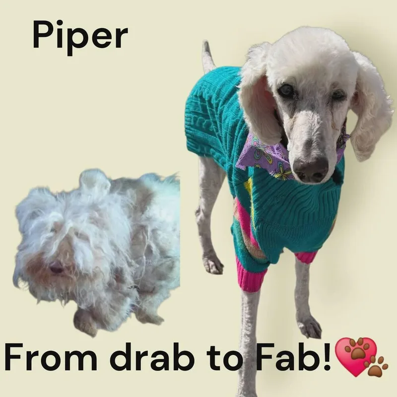 Piper
