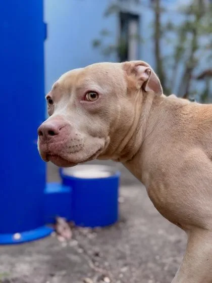 Bella Rose thumbnail 2