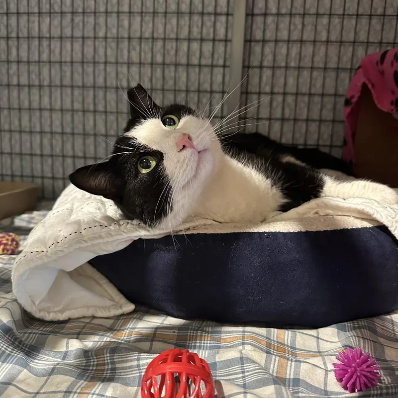 Squirrel thumbnail 2