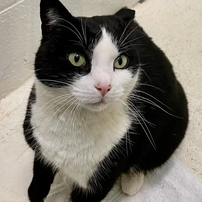 Squirrel thumbnail 3