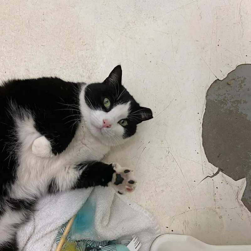 Squirrel thumbnail 4