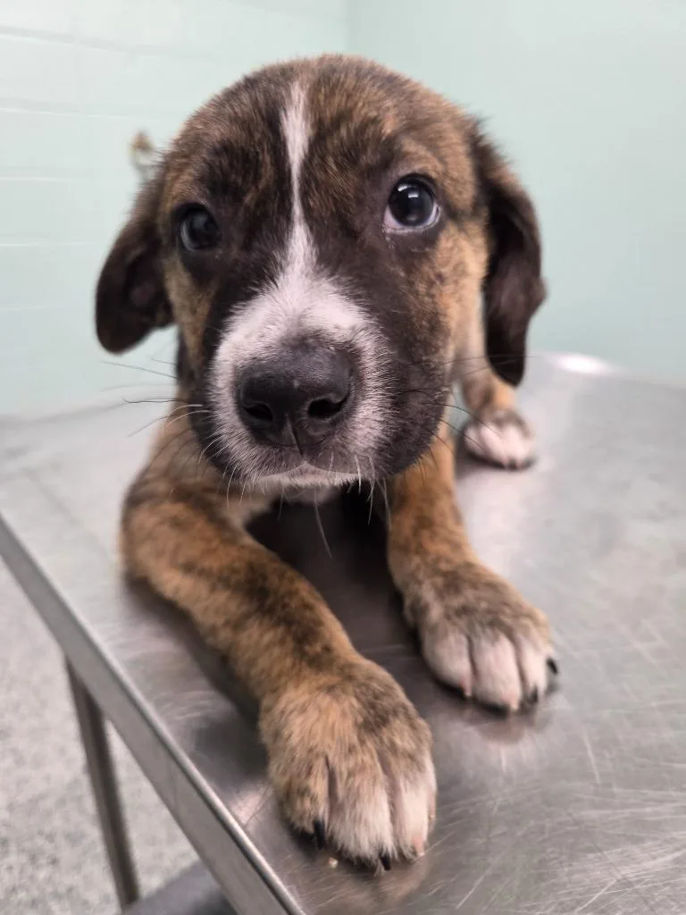 Nutter Butter thumbnail 2