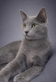 Shepherd thumbnail 2