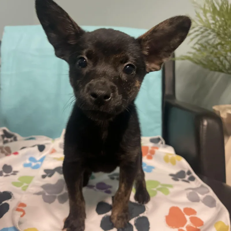 Princess thumbnail 2