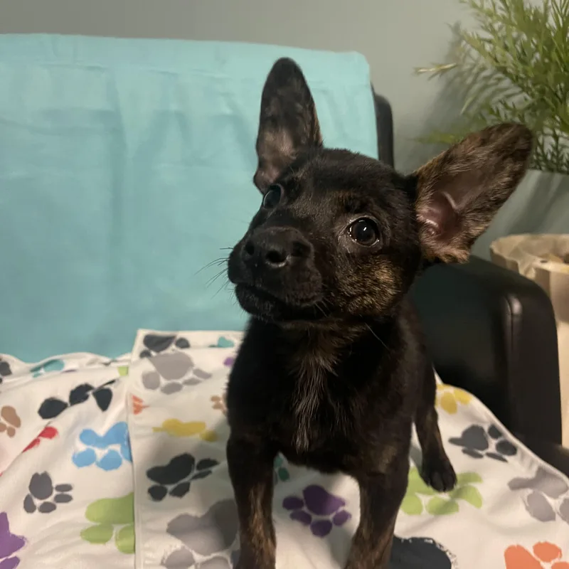 Princess thumbnail 3