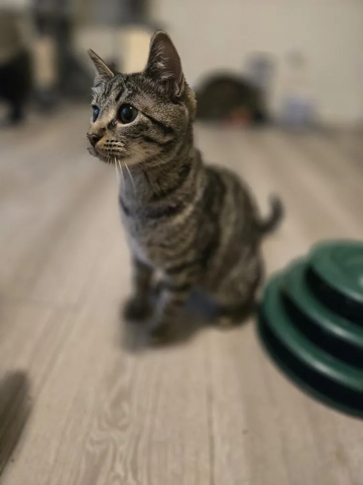 Purr Box thumbnail 2