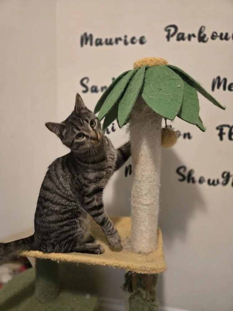 Purr Box thumbnail 3