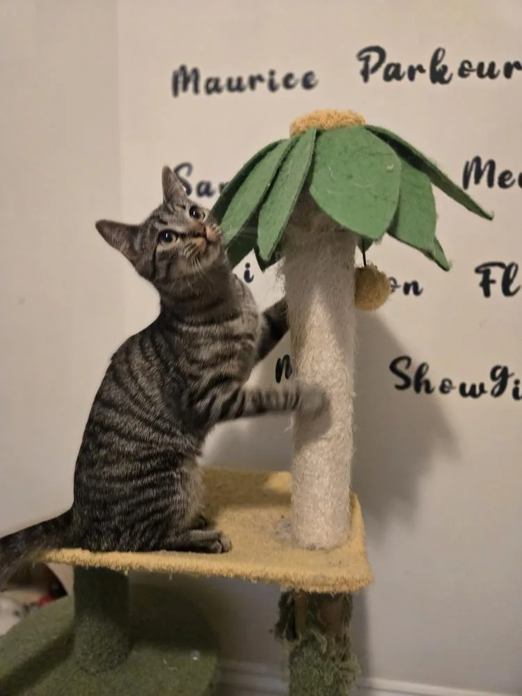 Purr Box thumbnail 5