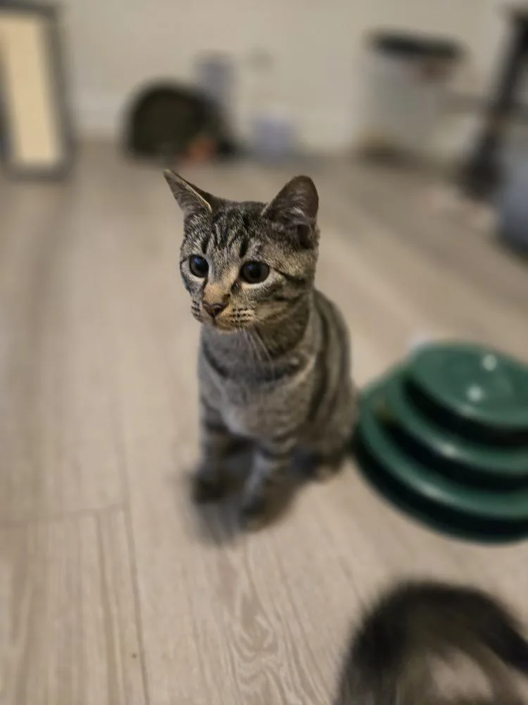 Purr Box thumbnail 6