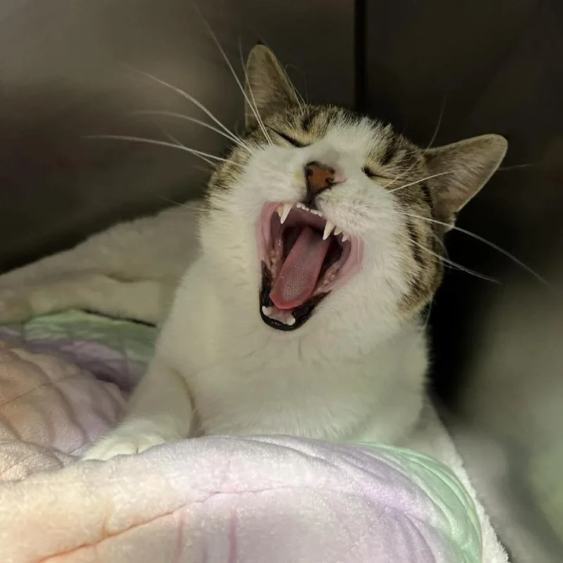 Willy Wonka thumbnail 2