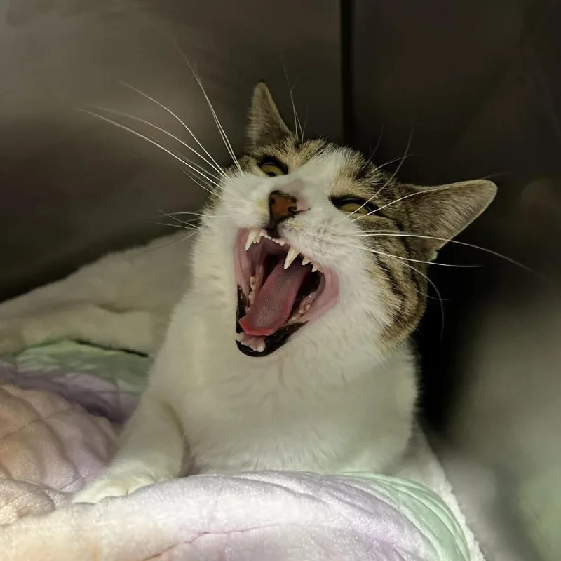 Willy Wonka thumbnail 4