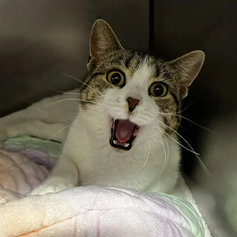 Willy Wonka thumbnail 5