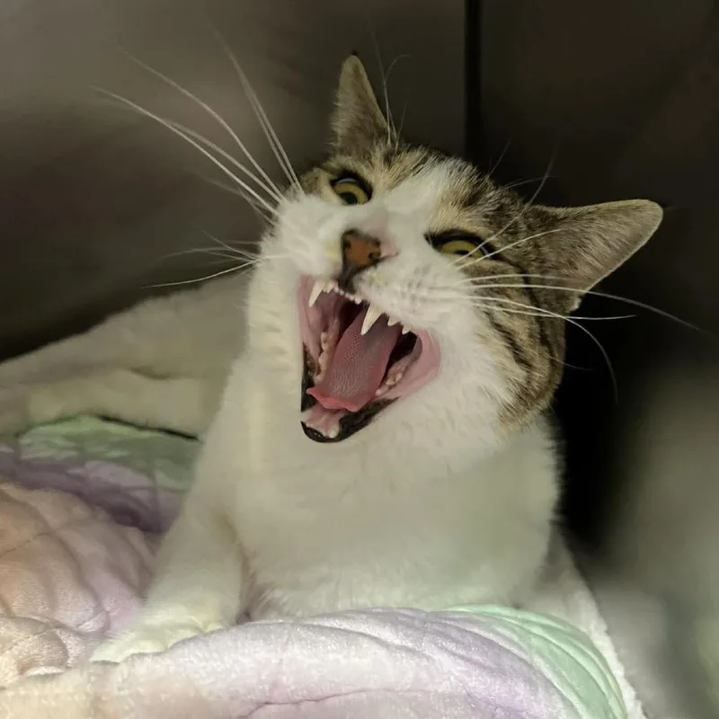 Willy Wonka thumbnail 6