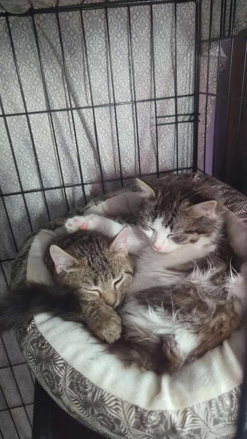 Kyle+kayla thumbnail 2