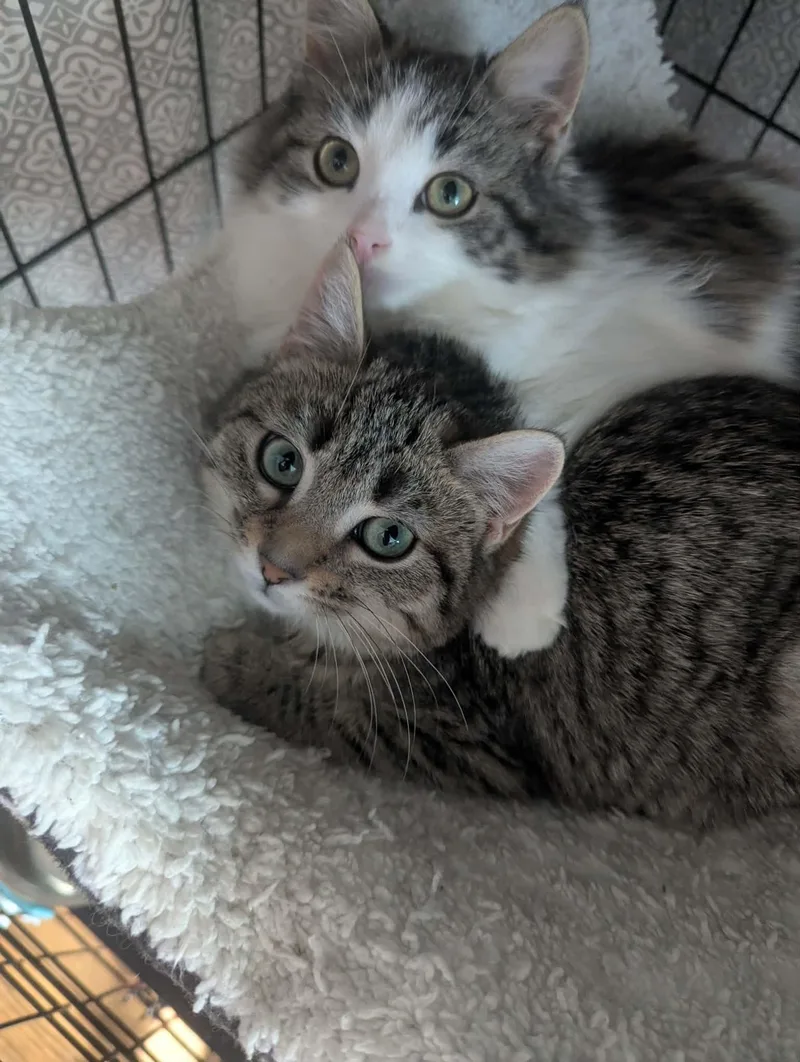 Kyle+kayla thumbnail 4