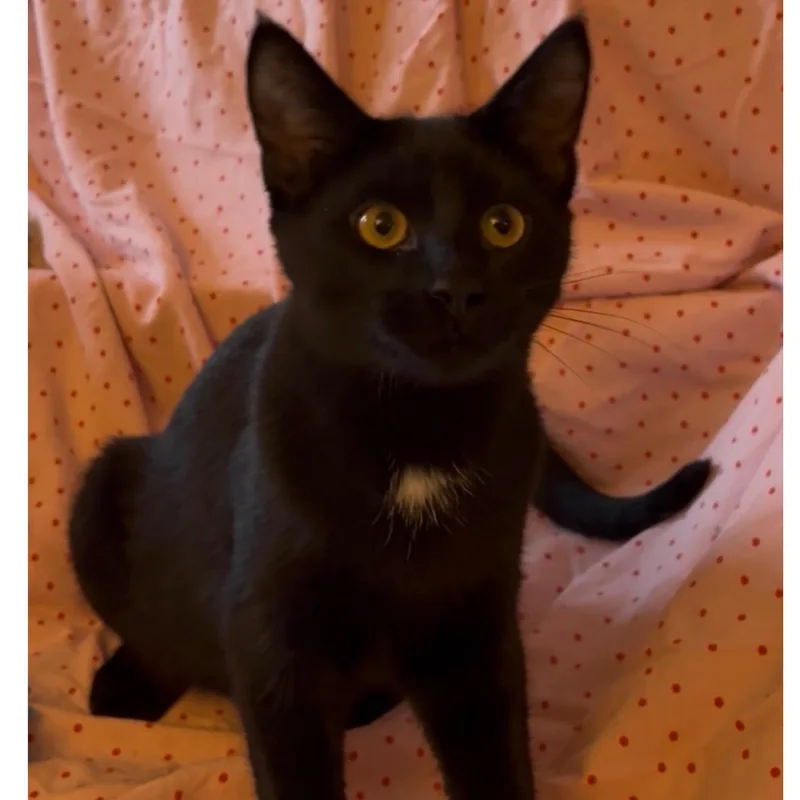 Parmesan thumbnail 3