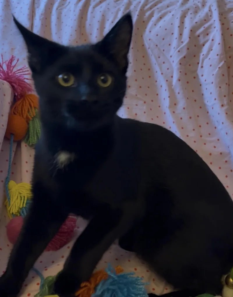 Parmesan thumbnail 4