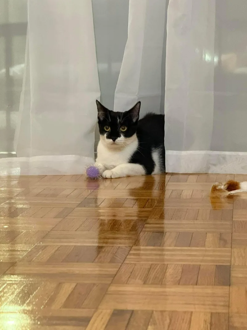 Inky & Domino thumbnail 2