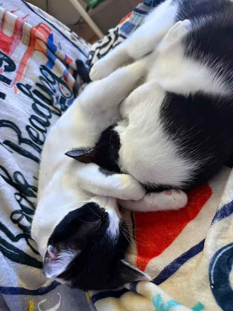 Inky & Domino thumbnail 6