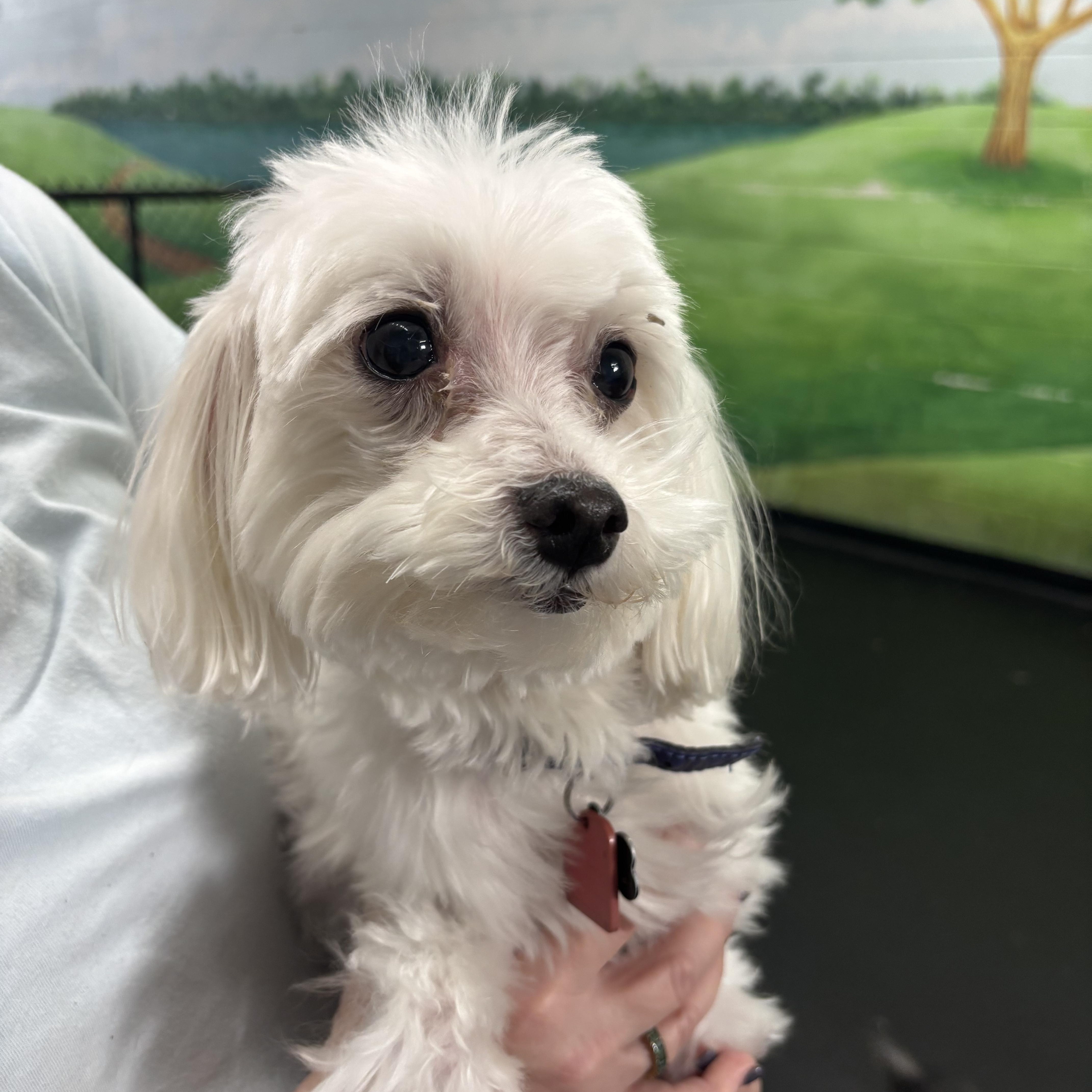 Coco And Izzy thumbnail 2