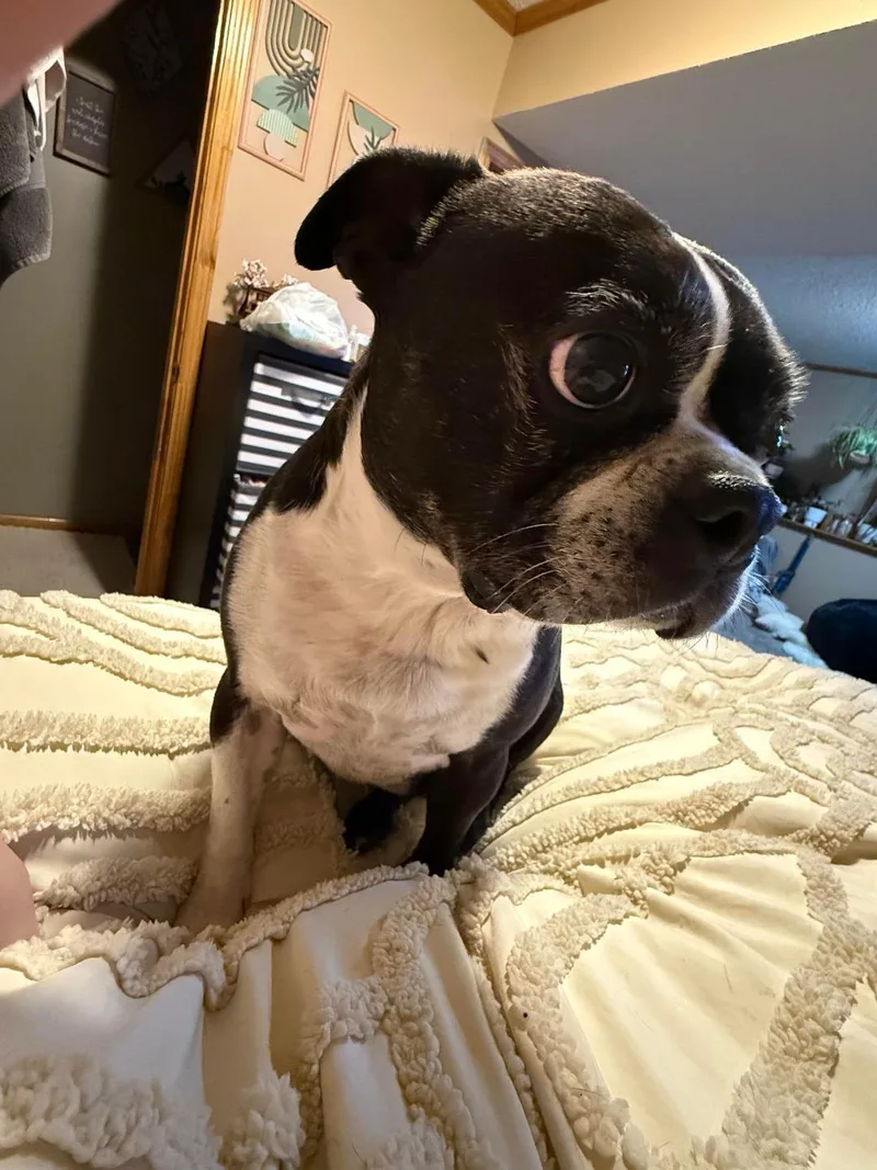 Kona In Mo thumbnail 5