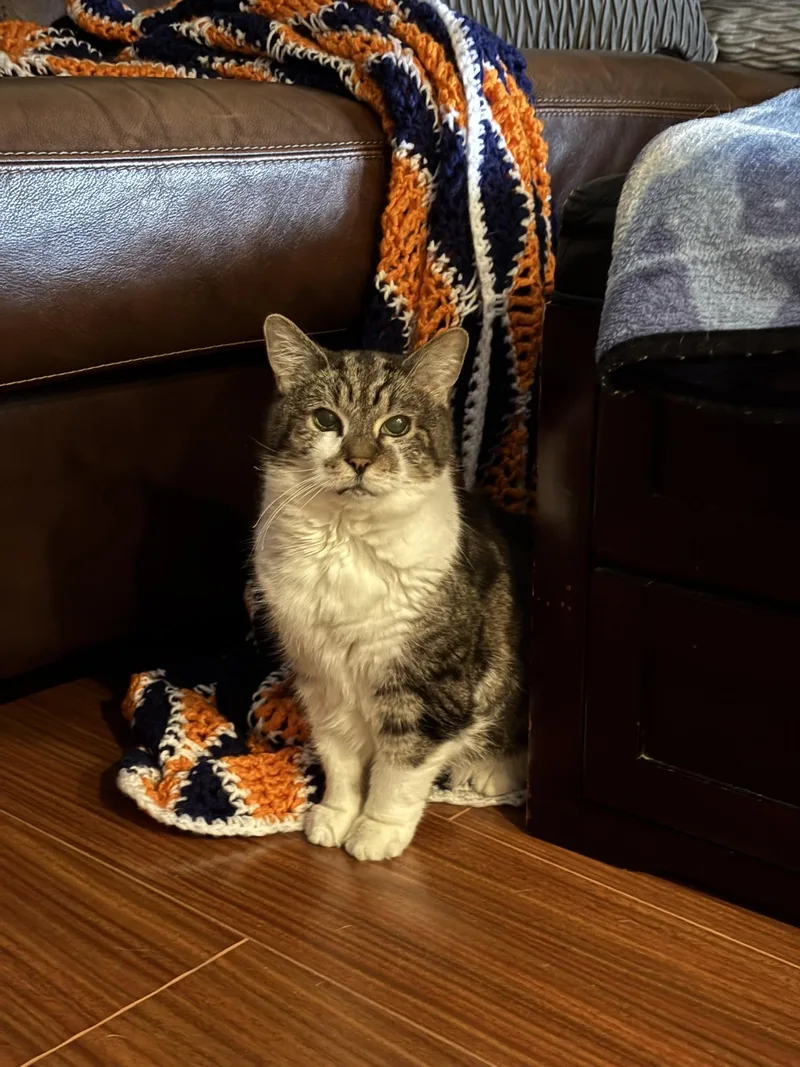 Luna Belle thumbnail 2