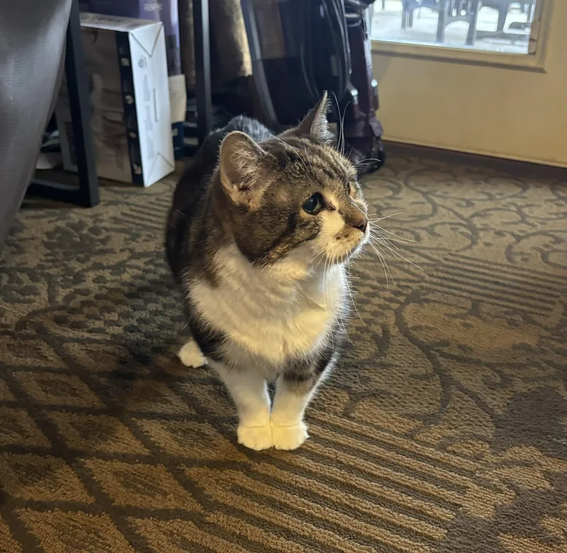 Luna Belle thumbnail 3