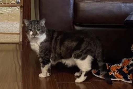 Luna Belle thumbnail 4