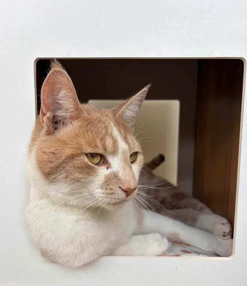 Sunny  Sponsored By thumbnail 3