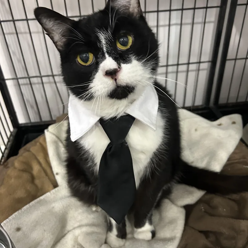 An adult large-sized male Black & White / Tuxedo Domestic Short Hair cat named Carl for adoption in Lansing, MI