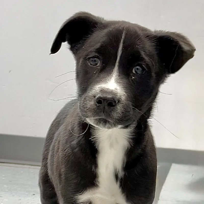 Cane's Sauce thumbnail 3