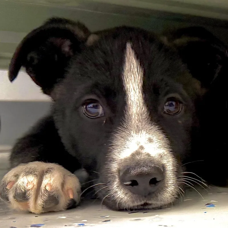 Soy Sauce thumbnail 2