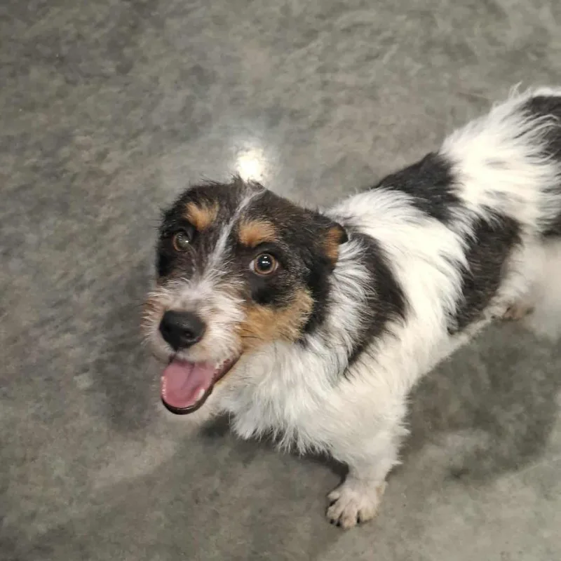 Penelope thumbnail 2