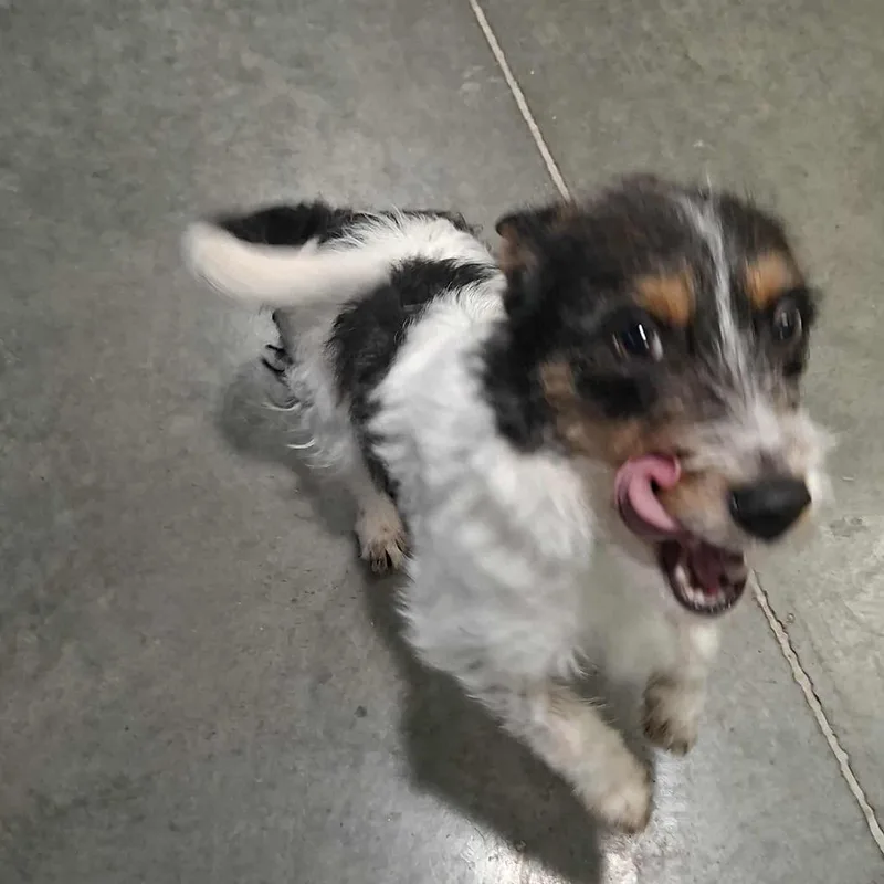 Penelope thumbnail 3