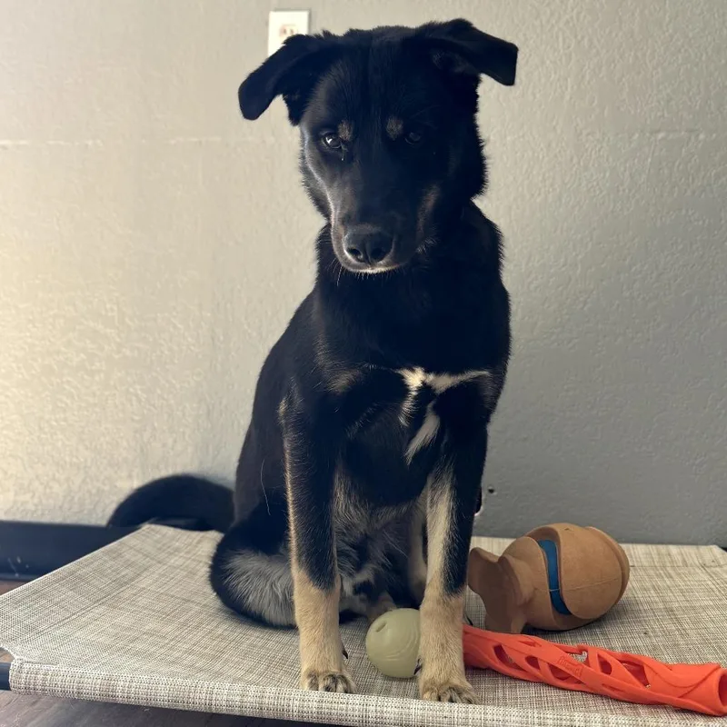 A young medium-sized male Black Shepherd dog named Boudreaux for adoption in Mount Pleasant, TX