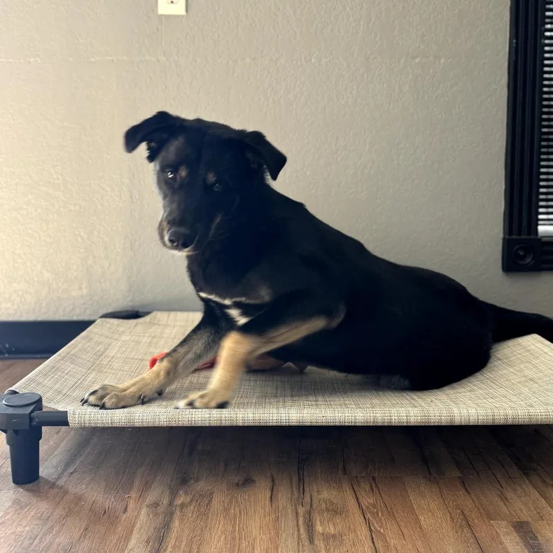 Boudreaux thumbnail 4