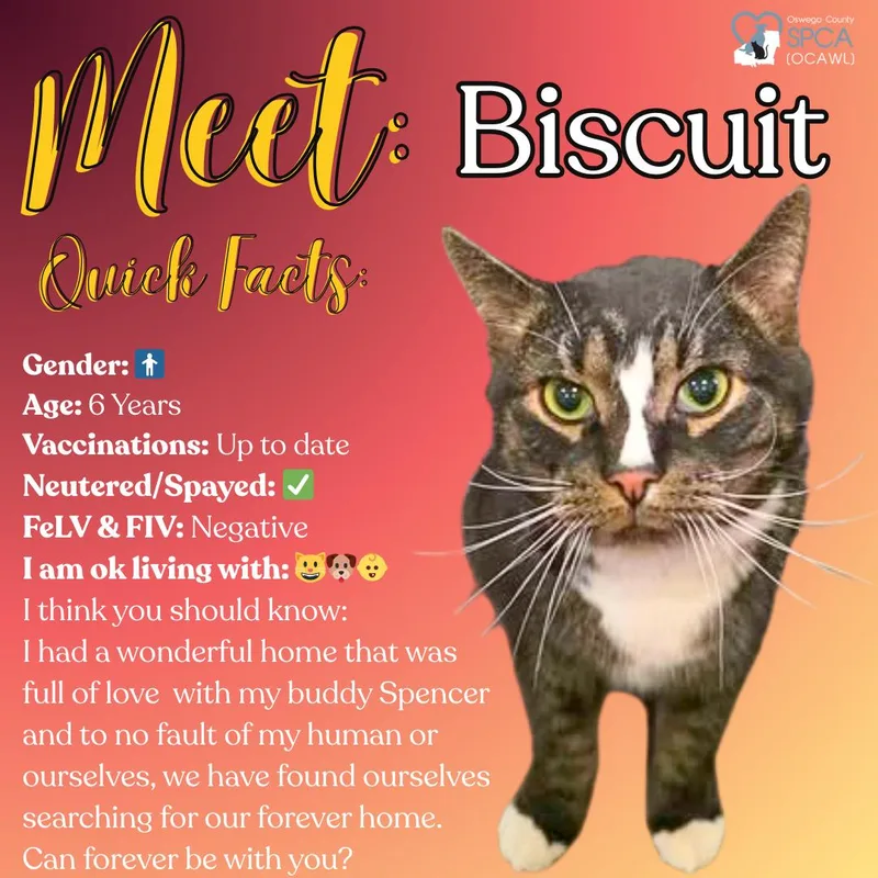 An adult medium-sized male Domestic Short Hair cat named Biscut for adoption in Fulton, NY