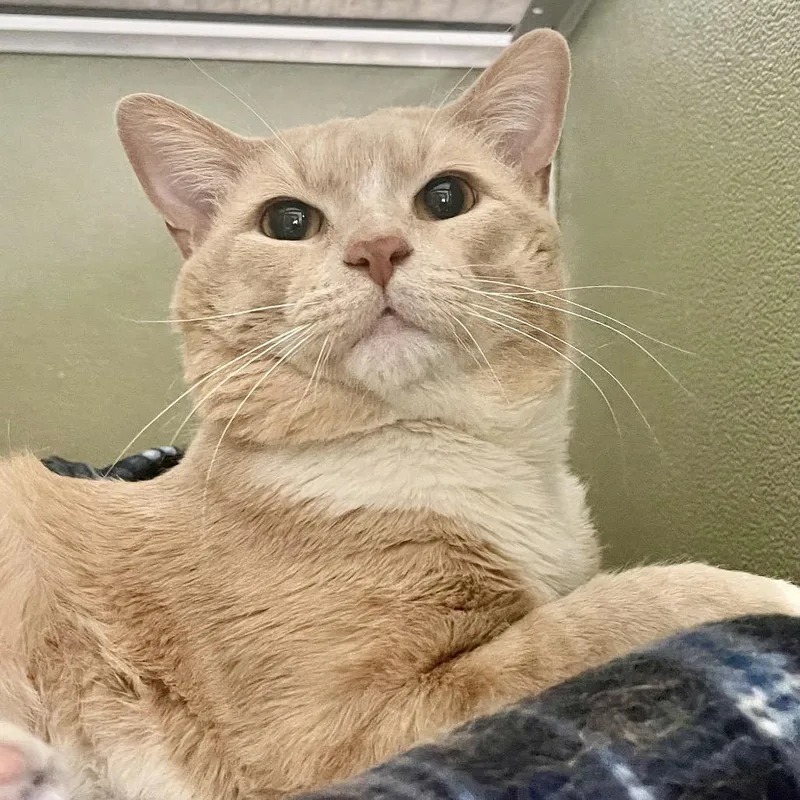 Dinosaur thumbnail 2