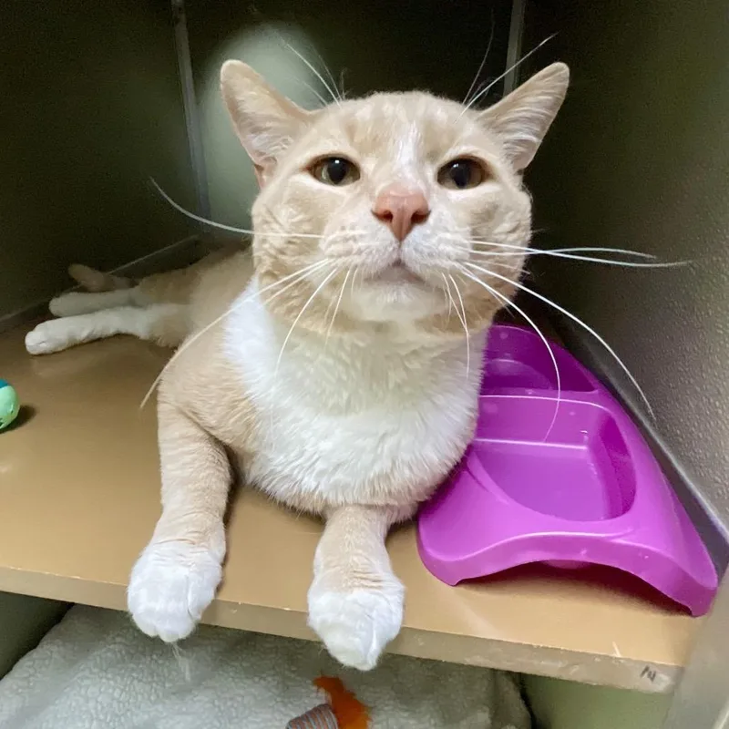 Dinosaur thumbnail 3